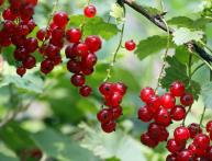 Красная смородина, ягоды