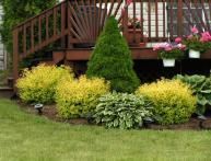 Кустарники