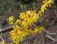  Форзиция средняя