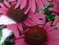 Рудбекия пурпурная в саду