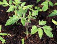 Рассада томатов