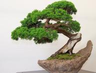 Бонсай