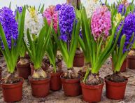 Hyacinthus