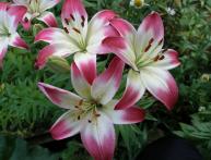 Лилии