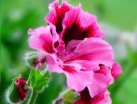 Пеларгония