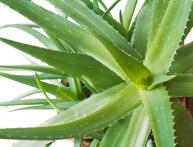 Aloe
