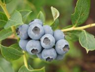 Голубика Дюк, ягоды