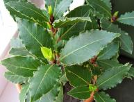 Лавр благородный