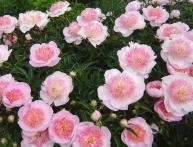 Розовые пионы