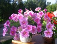 Петуния, выращенная из семян