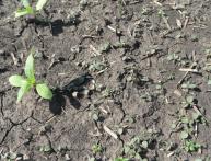 Почва до боронования