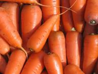 Carrot