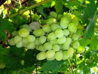 Grapes