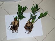 Саженцы Замиокулькаса