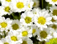 Хризантема ромашковая