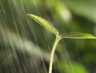 Бактерии в грунте