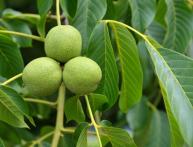 Грецкий орех