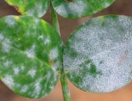 Белый налет