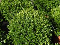 Buxus