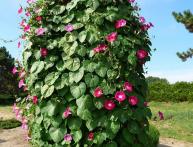 Лиана для сада