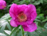 Пион уклоняющийся