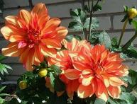 Георгина Гэллери Валентин