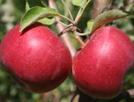 Яблоня энтерпрайз