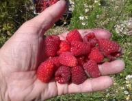 Малина Каскад Делайт