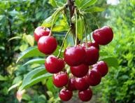 Вишня Молодежная