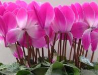 Cyclamen