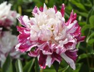 Пион кенди страйп