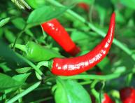 Красный перец