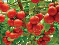 Помидорное дерево