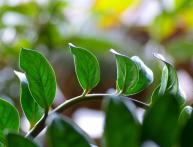 Замиокулькас