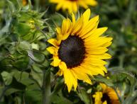 Подсолнечник