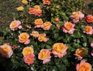 Поль Гоген роза