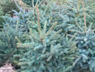 Ель колючая мисти блю