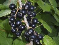 Черная смородина