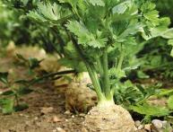 корневой сельдерей