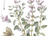 Полезные свойства базилика