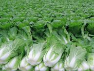 Пекинская капуста