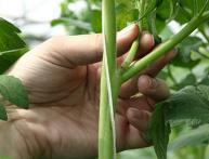 Как прищипывать помидоры