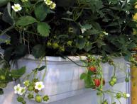 Земляника на подоконнике