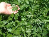 Посадка петрушки весной