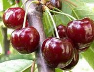 Черешня