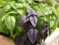 выращивание базилика дома