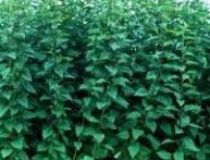 топинамбур