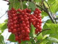 китайский лимонник