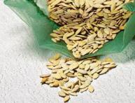 семена огурцов