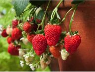 Выращивание клубники на подоконнике